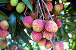 Haak Yip Lychee Fruit